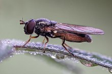 glänzende Schwarzstirnschwebfliege