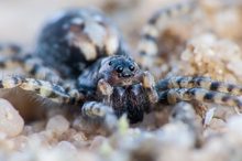 Wolfspinne (Arctosa perita)