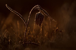 Schachblume mit Frost beim Sonnenaufgang