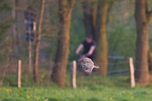 Abendliches Wettrennen: Sumpfohreule gegen Radfahrer