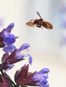 Anflug der roten Biene