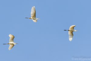 Silberreiher Trio