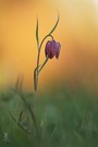 Auf der Schachblumenwiese