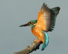 Eisvogel