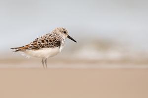 Sanderling