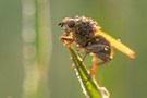 Fliege im Morgentau