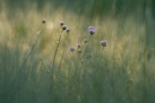 Wiesenstruktur am Morgen