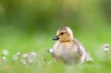 Gänschen zwischen Gänseblümchen