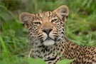 Junger Leopard