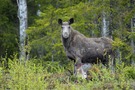 Schweden Elch aus dem Archiv