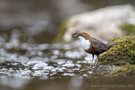 Wasseramsel mit Futter