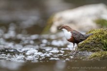 Wasseramsel mit Futter