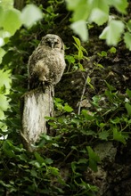 Waldkauz Nachwuchs