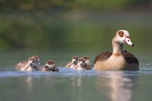 Der Einsatz eines neuen schwimmendsenTarnzelts und sein erstes Ergebnis