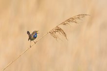 blaukehlchen