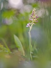 Orchis mascula