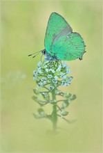 * Brombeer-Zipfelfalter*