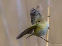 "Der Fitis (Phylloscopus trochilus) im Schilf"