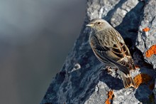 Alpenbraunelle im Fels