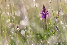 Tautropfen im Morgenlicht