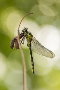 Gemeine Keiljungfer (Gomphus vulgatissimus)