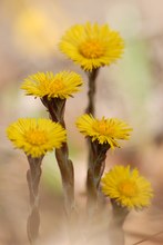 Tussilago farfara