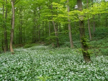 Im Bärlauchwald