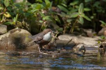 Wasseramsel am Fluss