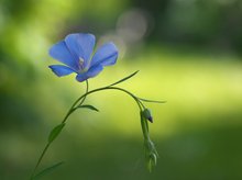 Blaue Schönheit ...