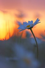 Margeritenwiese bei Sonnenaufgang