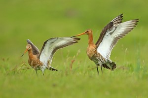 Balzendes Uferschnepfen-Pärchen