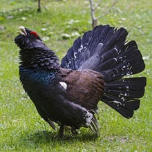 Balzender Auerhahn