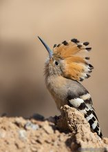 Upupa epops, Eurasian Hoopoe oder zu deutsch Wiedehopf...