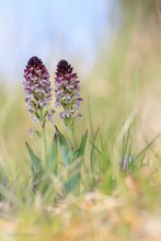 Orchis ustulata