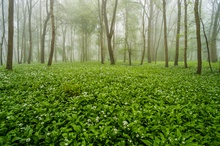 Bärlauchwald