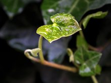 Nach dem Regen