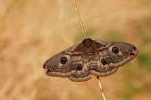 Saturnia pavonia – Kleines Nachtpfauenauge