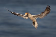 Basstölpel im Landeanflug