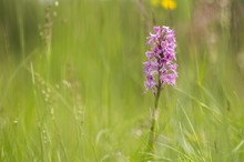 Orchis militaris