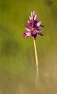 Just a orchis