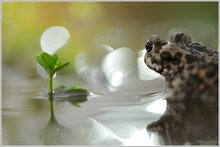 Into the light - Wechselkröte (Bufo virides)