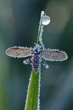 Gefroren