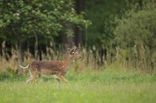 Schiebender Damhirsch