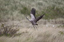 typisch für Helgoland