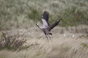 typisch für Helgoland