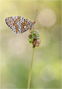 Flockenblumen-Scheckenfalter