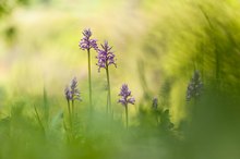 In der Orchideenwiese