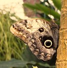 Schmetterling