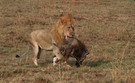 Wie ein dreibeiniger Löwe überlebt