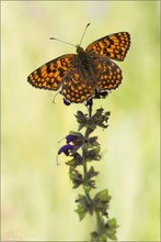 ~ Melitaea phoebe ~